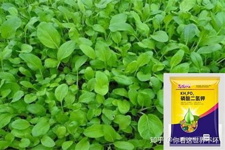 水溶肥和有机肥区别