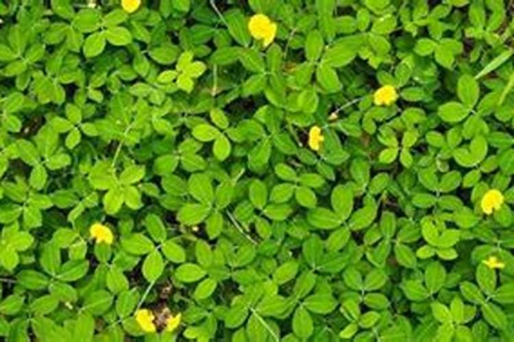 棉花缺硼表现哪些症状？