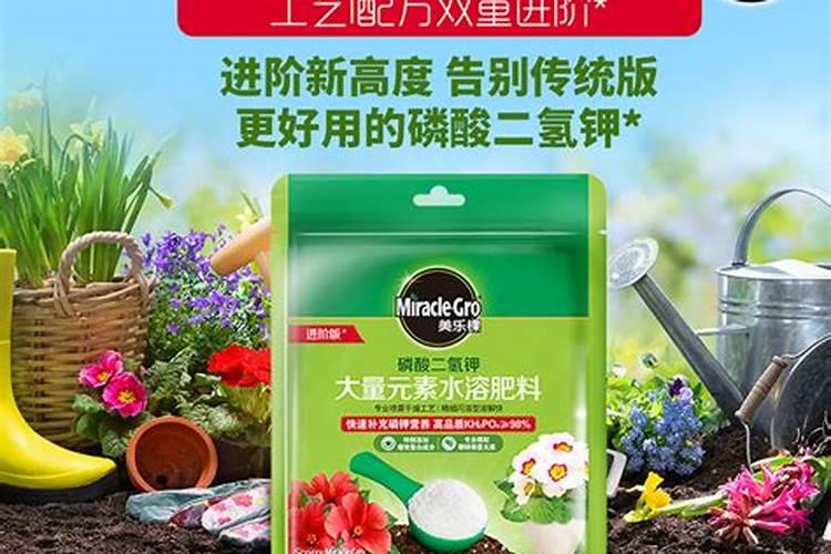 河南草莓种植基地在哪？