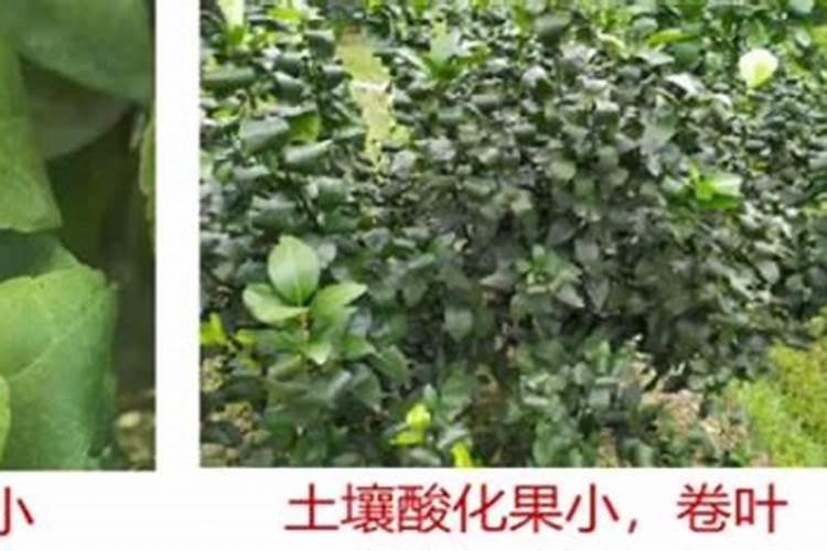 28高芸苔素水溶肥可以用西瓜吗？