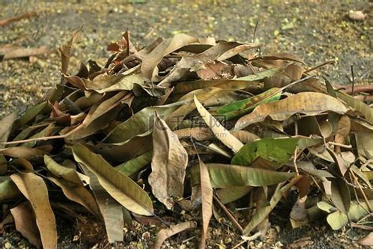 花菜不包打什么药