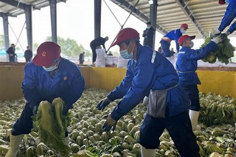 我的芥菜头烂怎么防冶