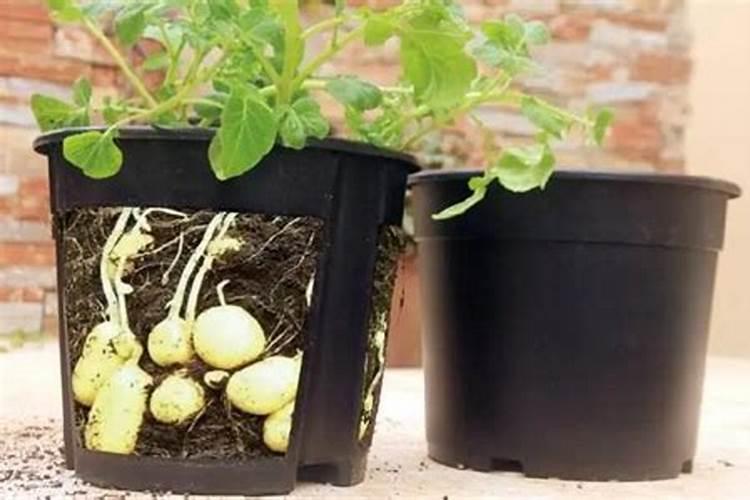 有机肥能做底肥吗(有机肥当底肥的正确使用方法)