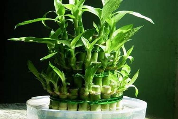 富贵竹长根以后怎么办