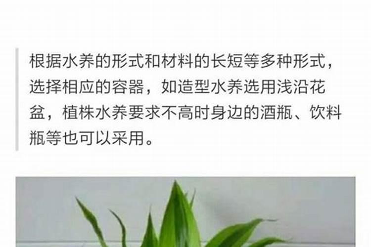 刚买回来的富贵竹怎么养容易活