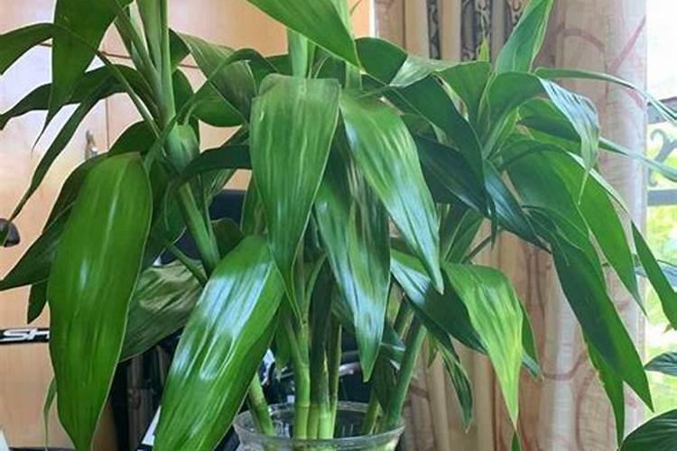 富贵竹生根后怎么养