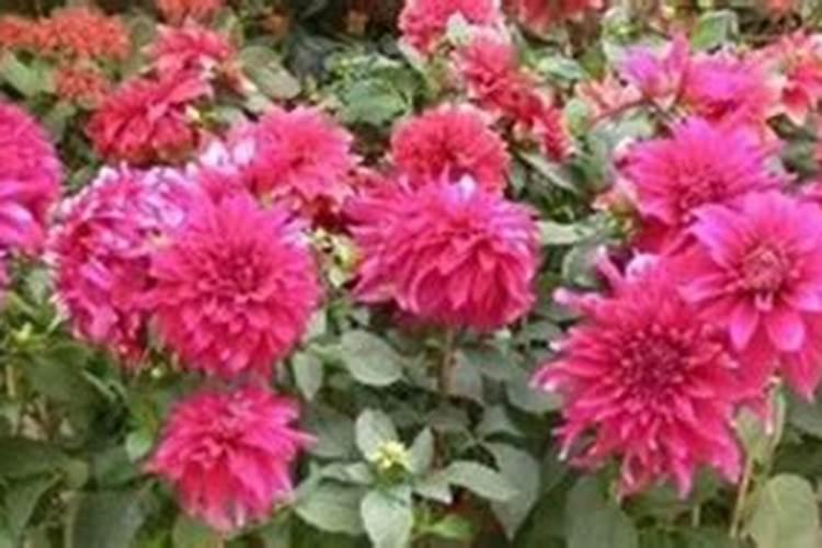 大丽花种子什么时候种好？