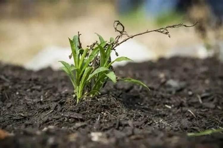 荔枝最佳的施肥时间 荔枝什么时候施肥