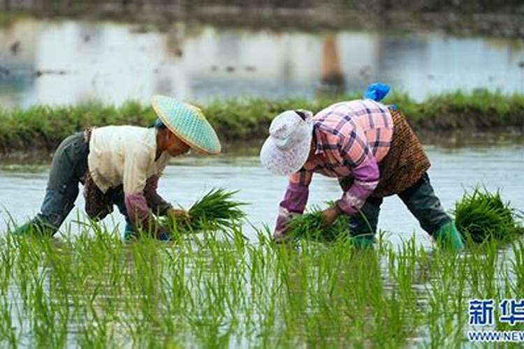 水稻什么时候施复水肥最好