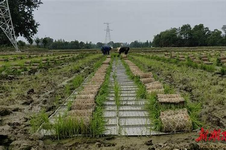 红薯扦插后如何追肥能高产？要如何进行插杆呢？