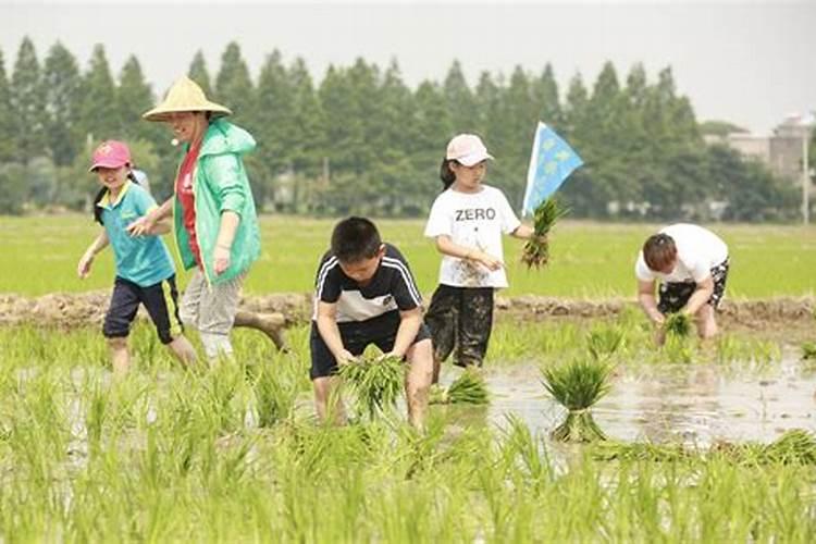 水稻栽完多久施肥