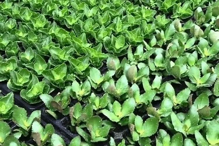 长寿花用什么肥料长得好