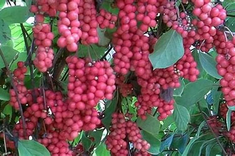 第一年五味子秋季施肥,尿素和叶面肥可以一起施吗