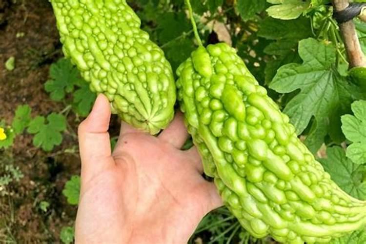 菠萝叶子怎么种植