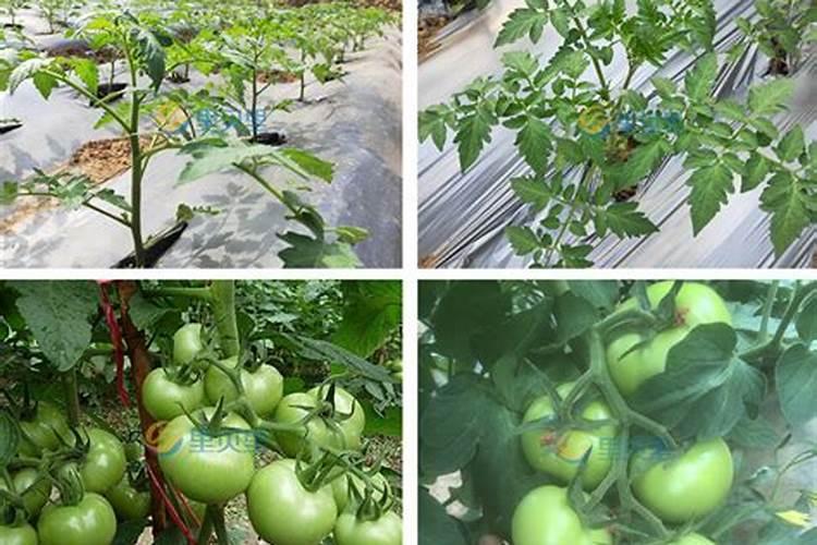 西昌学院的行政管理怎么样？