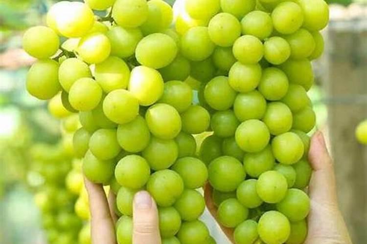 阳光玫瑰葡萄怎么种植