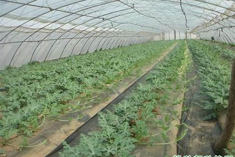 老师们,我想种大棚西瓜,不知道一亩地要施用多少肥料,上什么肥料好？
