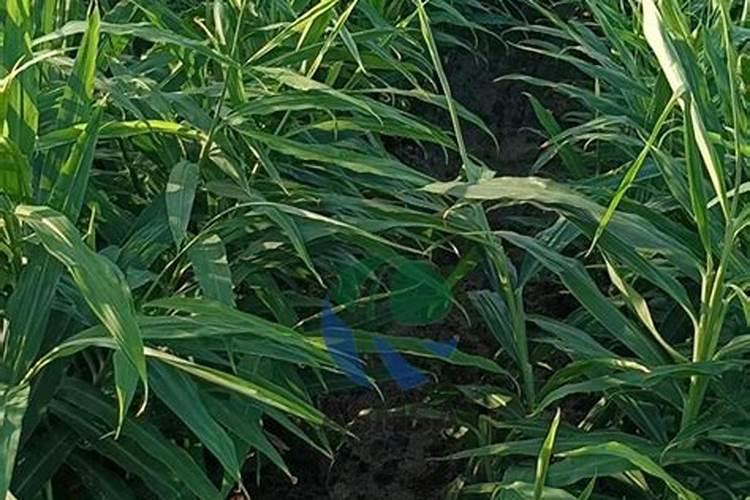 大姜种植小培土阶段可以用高氮水溶肥吗？