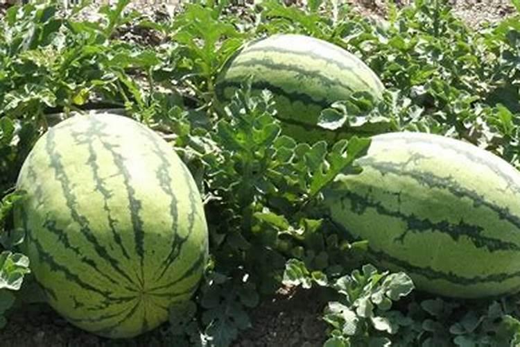 打西瓜地除草剂可以加硼肥吗？