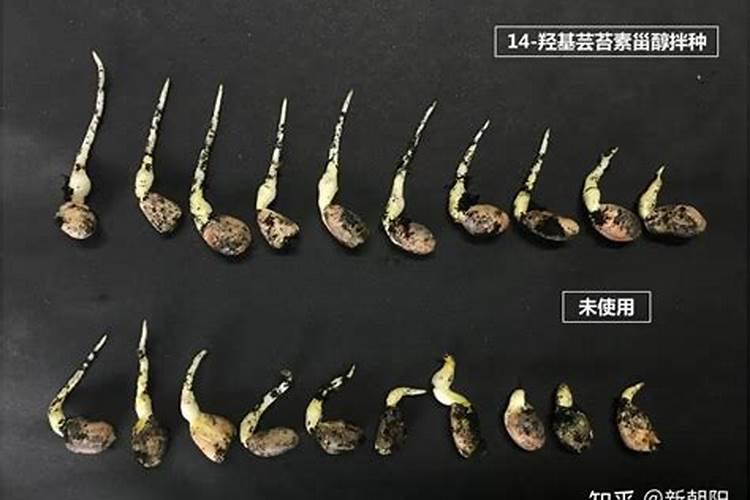 三角梅夏天多久浇一次水