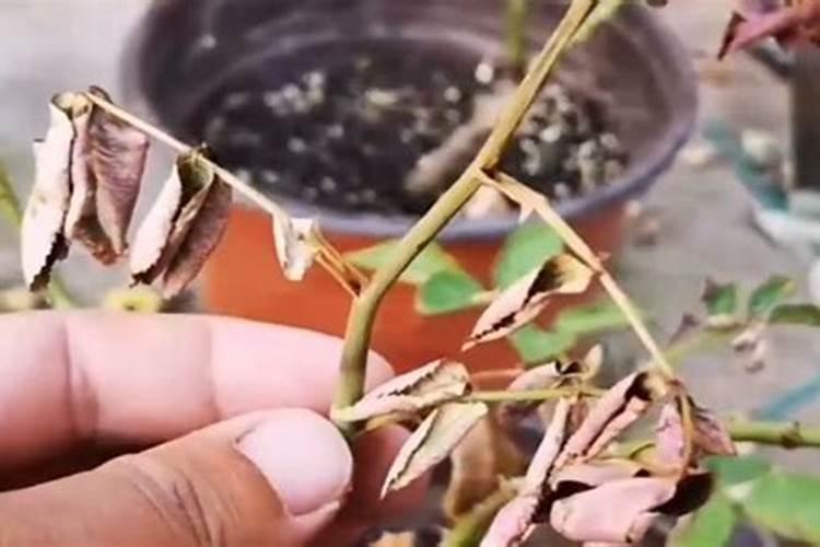 月季花施肥后第二天还要浇水吗