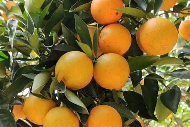 夏橙怎样管理出来的果实更红？