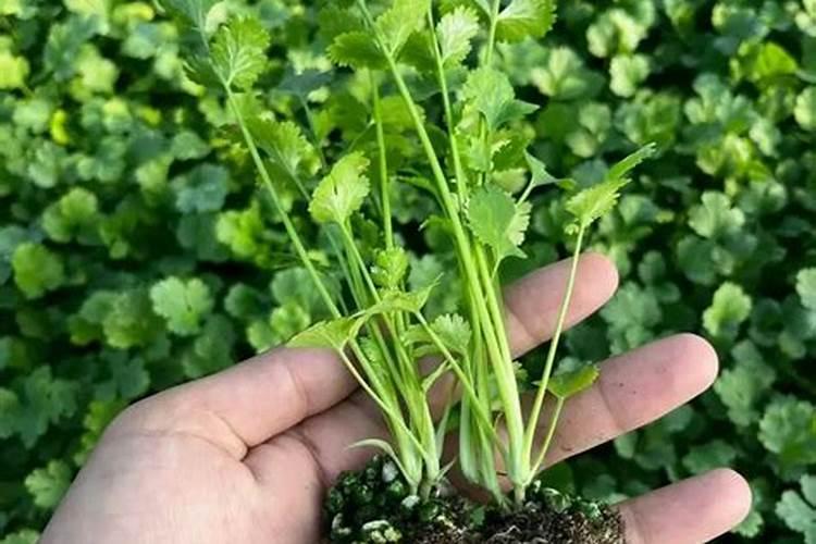 晚稻排名前10的品种