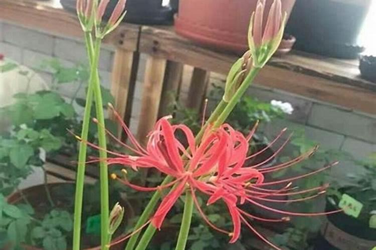 郴州哪里玉米最多的地方最出名