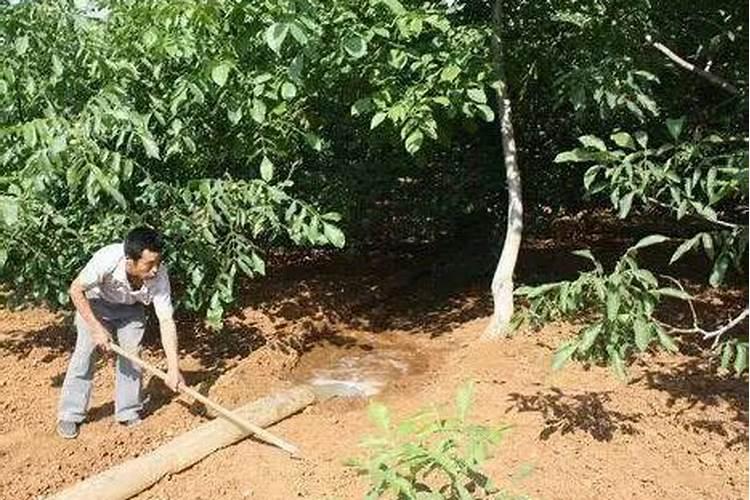 什么是铵态氮肥？