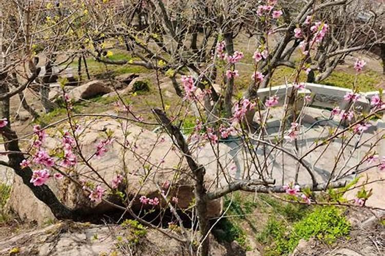 颗粒硼肥的正确使用方法