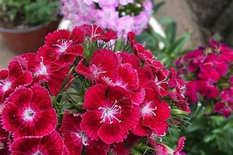 石竹花浇什么肥料合适