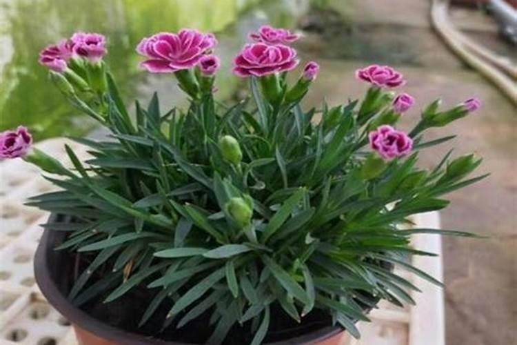 石竹花谢了怎么处理 石竹花谢了怎么办