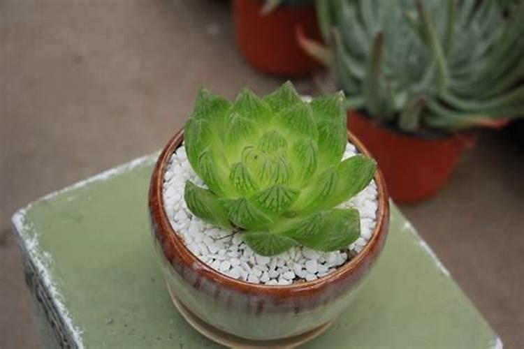 矿源黄腐酸钾的用量与用法