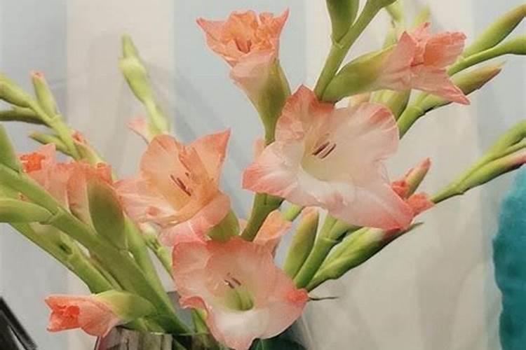 剑兰几片叶子后会长花剑