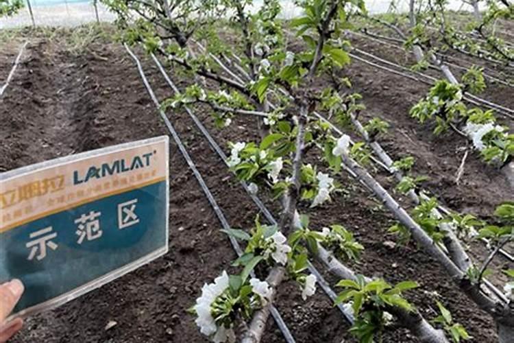 买的那棵樱桃树的主枝干都不长叶子的,都是长子侧枝, 可是侧枝都在枯萎...