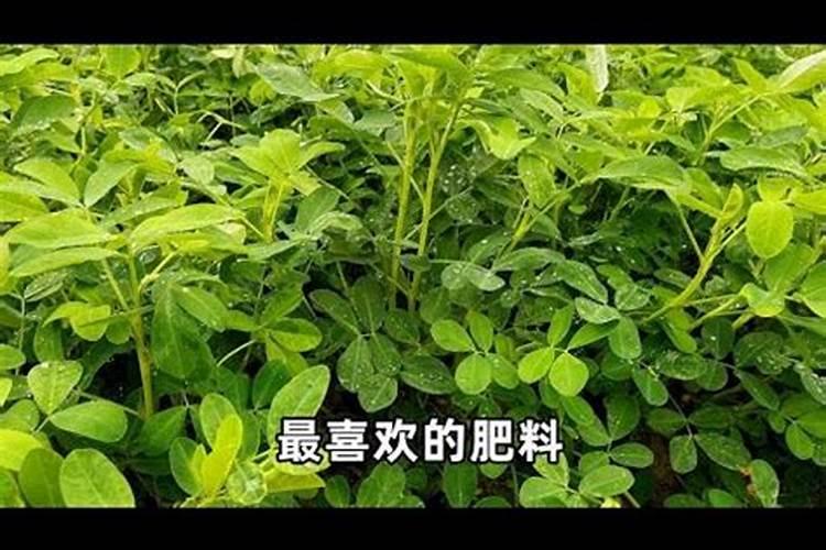 花生施什么肥料产量高