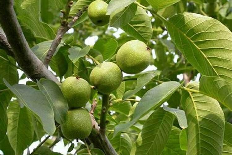 核桃树果实成熟不饱满,有干瘪,主要是哪些因素造成的？怎样解决？