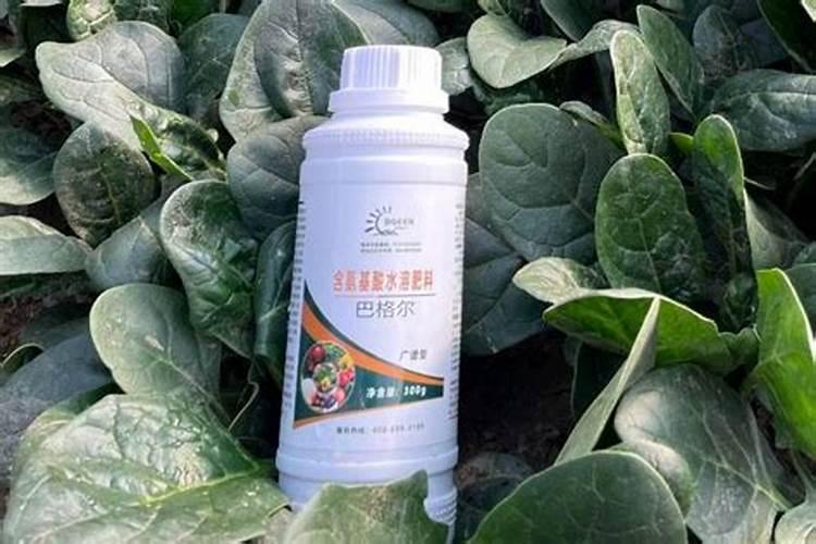 山药中后期管理技术是什么