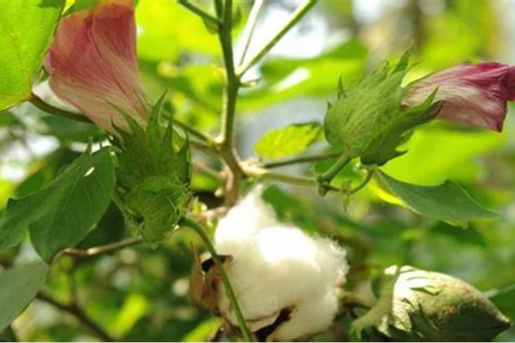 甲哌鎓在棉花上的使用方法和用量