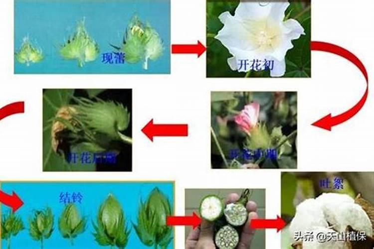 棉花后期喷什么叶面肥,棉花后期发黄怎么办
