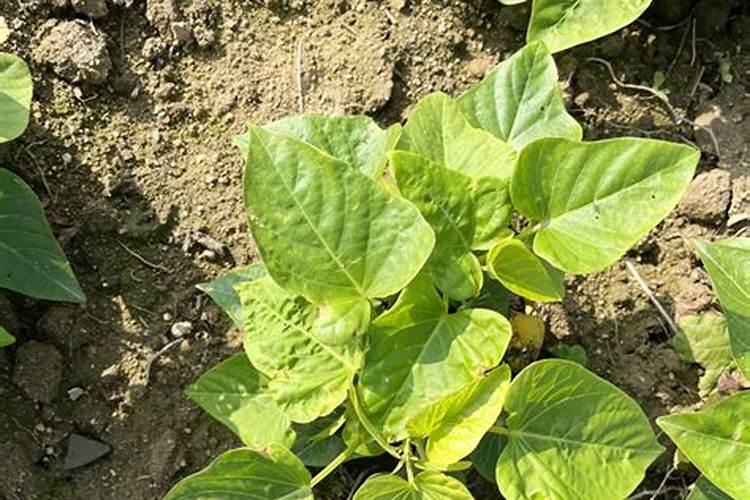 水溶肥什么品牌好？