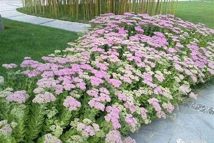 什么是绿肥？主要绿肥作物有哪些？