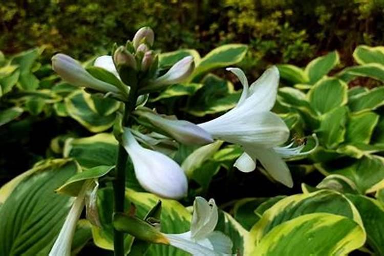 豆科植物有哪些？