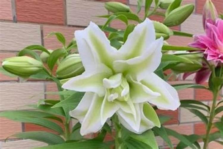 砂仁有什么功效和作用,你知道它可以缓解什么症状吗？