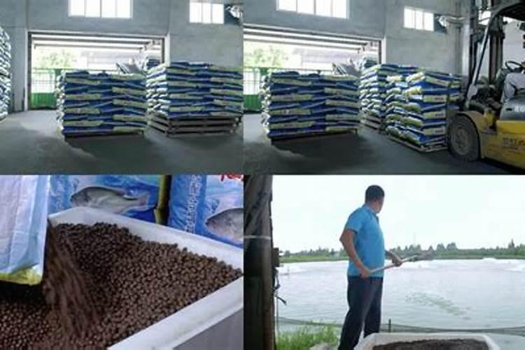 喂鱼最佳时间是几时？