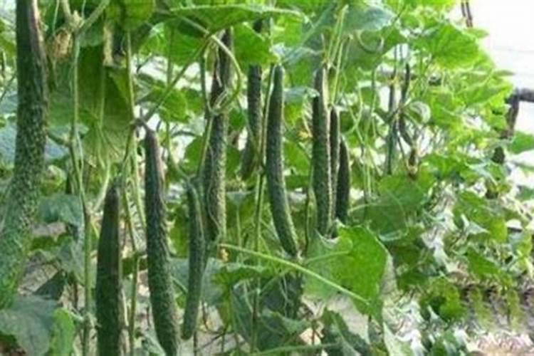 盆栽无花果怎么施肥