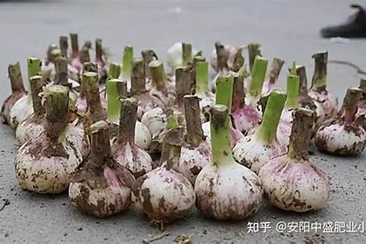 大蒜最忌讳的肥料