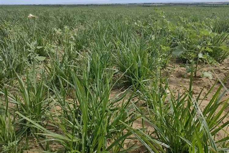 油豆种植 如何施用底肥,施用什么样的肥料最合适,求指点