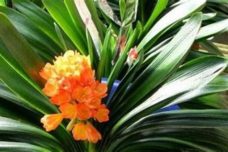 海藻精对植物的作用(海藻精对植物的作用如何区分好坏)