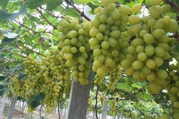 种植阳光玫瑰葡萄时,需要施什么肥呢？